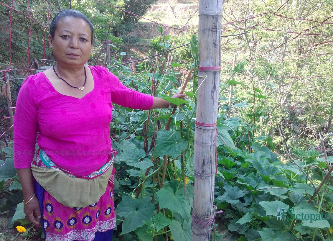 बारीमा लगाएको काक्राको झ्याङ देखाउँदै ईन्दिरा। तस्बिरः सविना