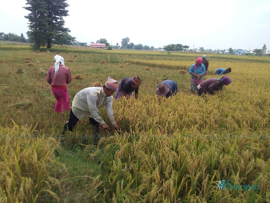 झापामा पहेलपुर हुनेगरि पाकेको बर्खेधान काटेर पाँजा लगाउँदै शिवसताक्षी नगरका किसान। यो बेला झापामा कतै हिउँदे धान रोपाईको शुरू हुन लागेको छ भने, कतै बर्खेधान थन्क्याउन चटारो छ। तस्विरः विनोद सापकोटा।