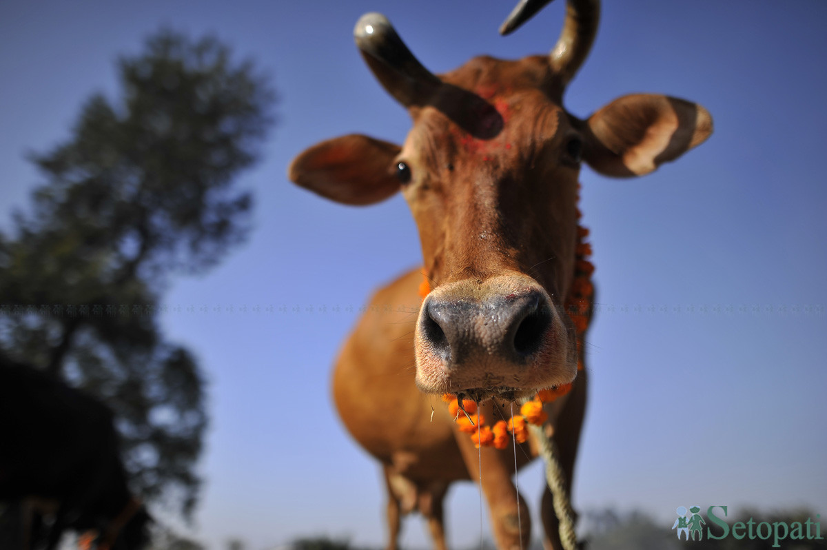 फाइल तस्बिर।