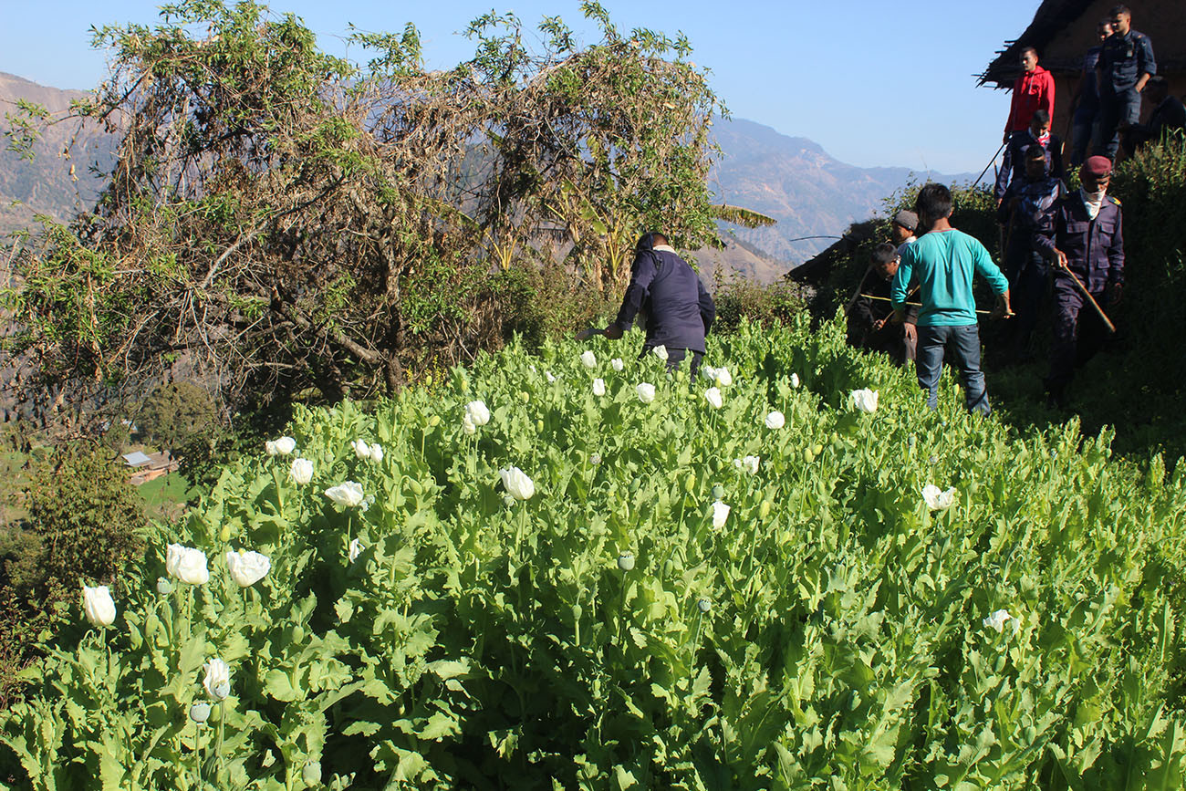 लामिडाँडामा लगाइएको अफिम खेती नष्ट गर्दै प्रहरी। तस्वीर :जिल्ला प्रहरी कार्यालयबाट प्राप्त