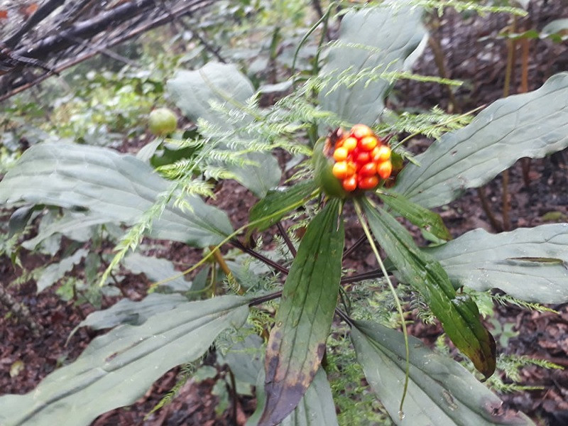 लमजुङमा लगाइएको सतुवा खेती । सतुवाको विरुवा समात्दै कृषक । तस्वीर :जनक श्रेष्ठ, रासस, लमजुङ ।