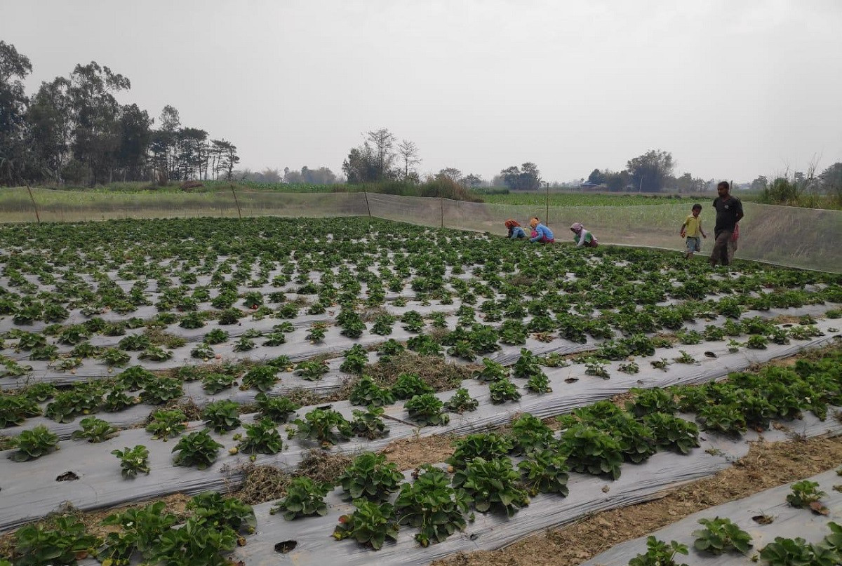 गोल्यान ग्रुपले झापामा गरेको स्ट्रबेरी खेती ।