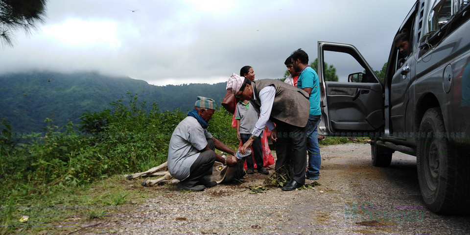 सडकछेउमा ल्याइएको गाईलाई बोतलको पानी खुवाउँदै यात्रु। फाइल तस्बिर: दिपकजंग शाही/सेतोपाटी