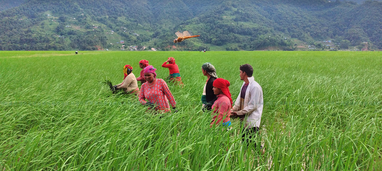 पामेका चन्द्रबहादुर नेपालीले रोपेको खेत गोड्दै खेतला। तस्बिर : युवराज श्रेष्ठ