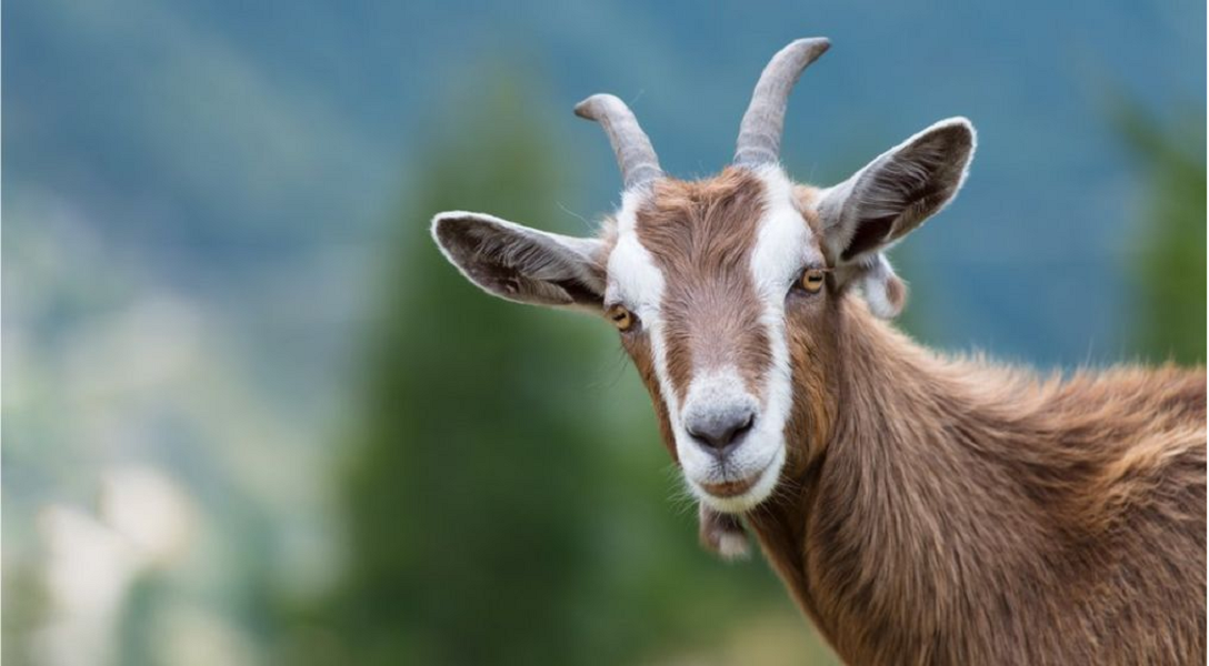 प्रतीकात्मक तस्बिर।