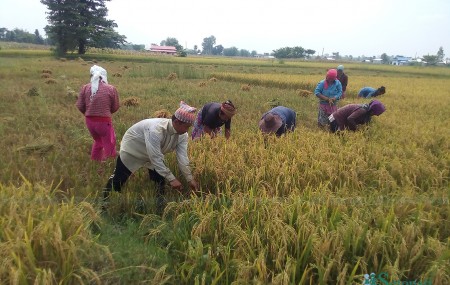 झापामा पहेलपुर हुनेगरि पाकेको बर्खेधान काटेर पाँजा लगाउँदै शिवसताक्षी नगरका किसान। यो बेला झापामा कतै हिउँदे धान रोपाईको शुरू हुन लागेको छ भने, कतै बर्खेधान थन्क्याउन चटारो छ। तस्विरः विनोद सापकोटा।