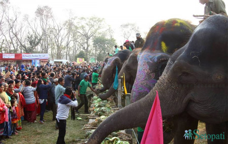 चितवनको सौराहामा जारी ‘पन्ध्रौँ चितवन हात्ती महोत्सव’ अन्तर्गत बिहीबार हात्तीलाई मनपर्ने परिकार दिएर वनभोजको खुवाइदैं । तस्बिरः निशा भण्डारी