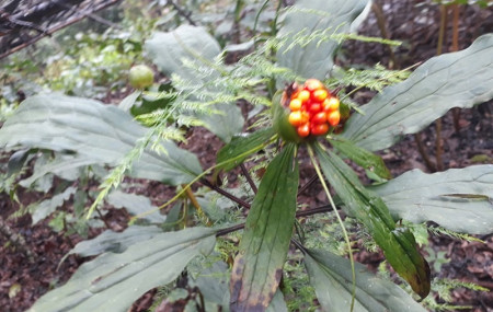 लमजुङमा लगाइएको सतुवा खेती । सतुवाको विरुवा समात्दै कृषक । तस्वीर :जनक श्रेष्ठ, रासस, लमजुङ ।