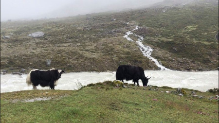 रोलवालिङको नाँ गाउँ नजिकै रोलवालिङ नदी किनारमा चरिरहेका याक। तस्बिर: सुरेन्द्र फुयाल।