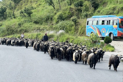 च्यांग्रा व्यापारीको यात्राः रारादेखि फेवा तालसम्म