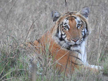 शुक्लाफाँटामा १० वर्षमा तीन गुणा बढे बाघ