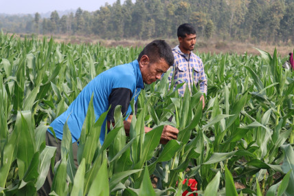 हरिहरपुरगढीमा यसरी हुँदैछ मकैको बीउ उत्पादन