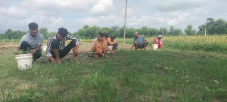 डेढ दशकदेखि तरकारी खेति गर्दै आएका वीरबहादुर भन्छन्- वार्षिक १५ लाख नाफा हुन्छ