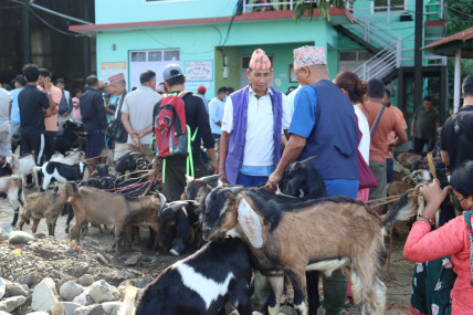 चाडपर्व नजिकिएसँगै कृषिउपज बजारमा चहलपहल बढ्यो