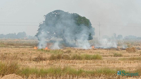 बाली भित्र्याएर किसान लगाउँछन् खेतमा आगो, उर्वर माटोको हुन्छ सत्यानास
