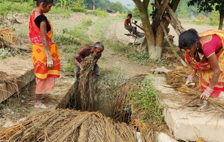 पछिल्लो बाढीले धान सखाप पारेपछि मोरङ, जहदा-२ का किसान। तस्बिर: राजु अधिकारी/सेतोपाटी