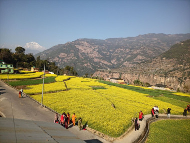 टिकटक बनाउनेको भीड लाग्ने तोरीबारी