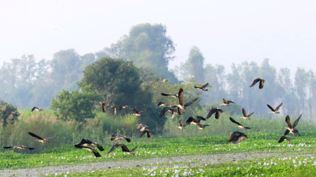 साइबेरियाका चरा कैलाली–कञ्चनपुरका सिमसार क्षेत्रमा