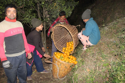 बगानबाटै बिक्री हुन्छ सुन्तला, बजार खोज्ने झन्झट टर्‍यो