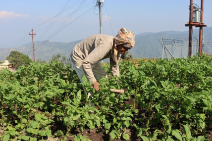 ४० रोपनी जग्गामा तरकारी खेती गरिरहेका ९० वर्षीय तारादत्त