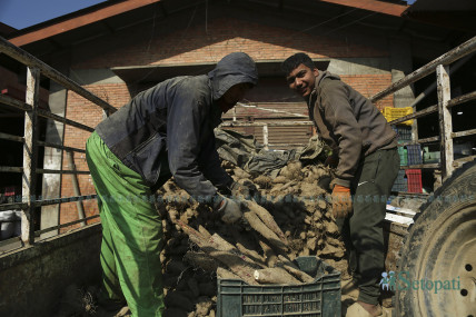 माघेसंक्रान्तिका लागि काठमाडौं भित्रिएका तरूल (तस्बिरहरू)