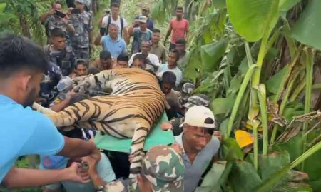 वन्यजन्तु मानव द्वन्द्व: छ महिनामा दस जनाको मृत्यु