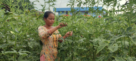 तरकारी खेती गरेरै छोराछोरीलाई डाक्टर र इन्जिनियर पढाएकी छन् उर्मिलाले