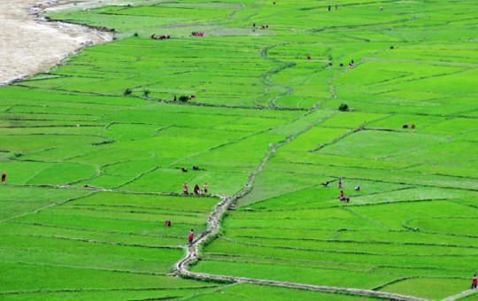 धानको बीउ राख्न सार्वजनिक बिदा