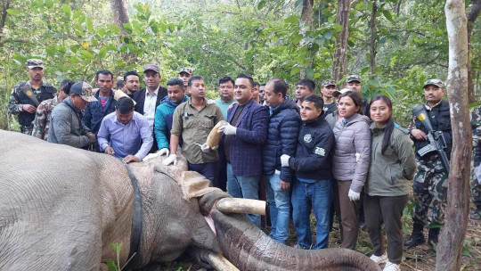 ध्रुबे हात्तीको दाह्रा काटियो, जोडियो स्याटलाइट कलर