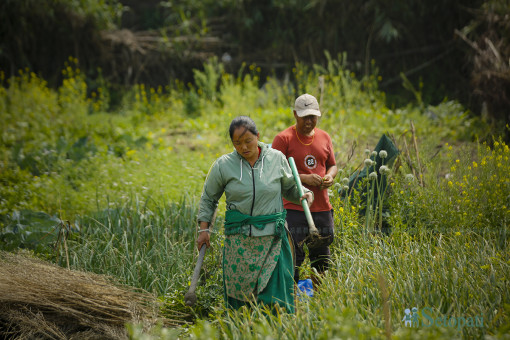 कालोपुलस्थित बागमती नदी किनारको करेसाबारीमा कुटो कोदालो बोकेर हिँड्दै एक महिला तस्बिरः नवीनबाबु गुरूङ/ सेतोपाटी