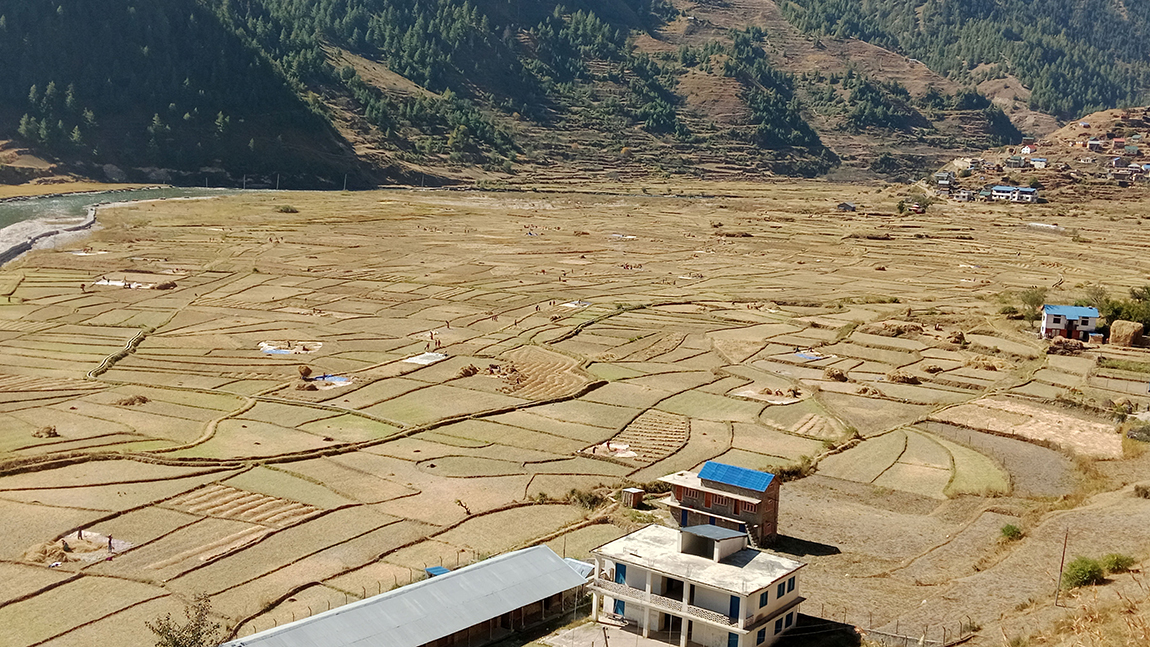 जुम्लाको तातोपानी गाउँपालिका-२ स्थित तिला नदीको किनारमा मार्सी धान खेती गरेको फाँट। धान पाकेपछि अहिले यहाँका किसानलाई घरमा धान भित्र्याउने चटारो छ। तस्बिर: विजय रावत/रासस