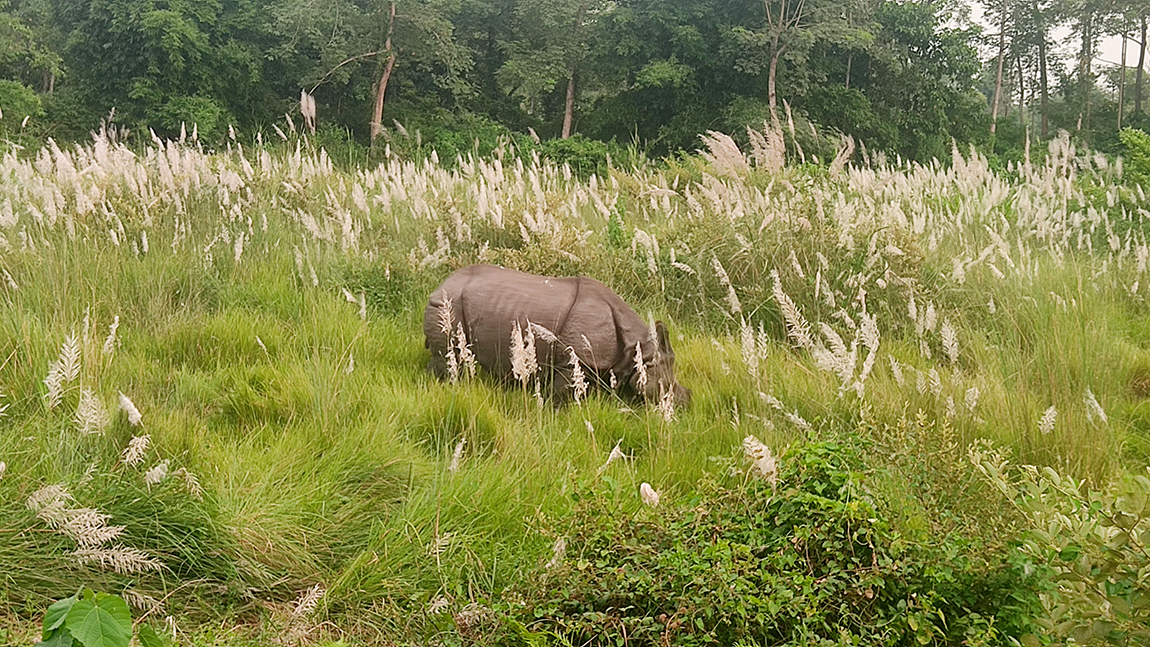 फाइल