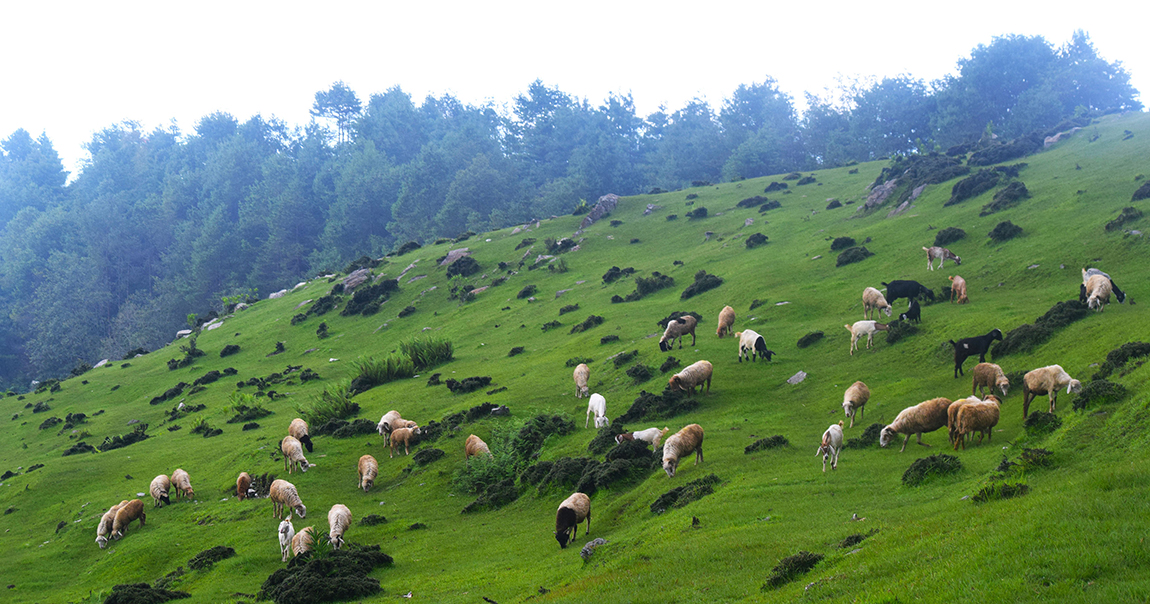 आजका तस्बिर- साउन १५