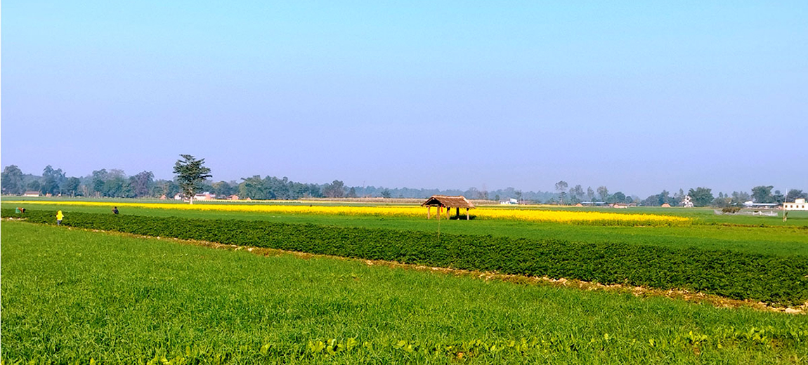 आजका तस्बिर- पुस ८