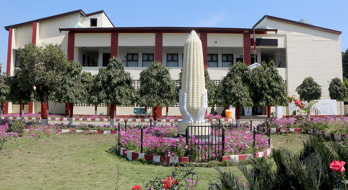 राष्ट्रिय मकैबाली अनुसन्धान कार्यक्रम रामपुर चितवनको कार्यालय परिसरमा राखिएको मकैको प्रतिमा। तस्बिरः सनद अधिकारी/रासस