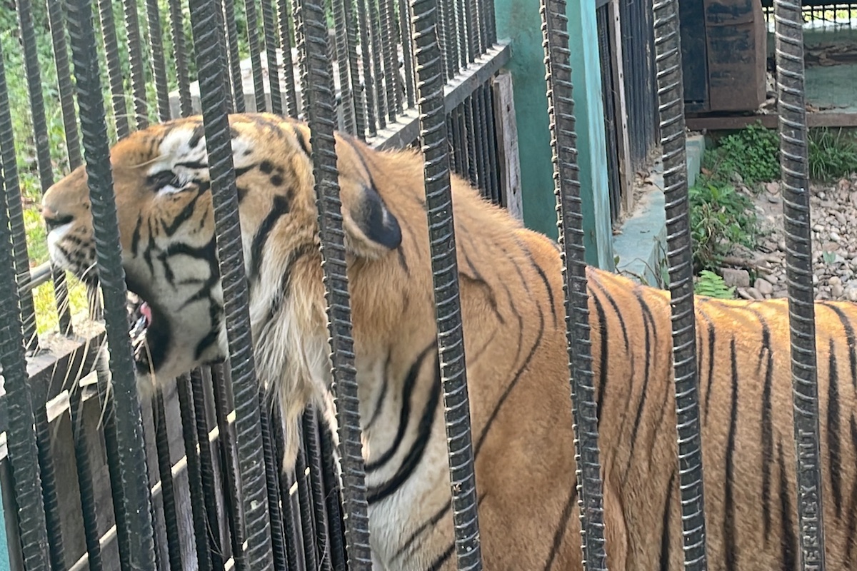 चितवन राष्ट्रिय निकुञ्जस्थित कठघरामा नरभक्षी बाघ। तस्बिर : राजेश घिमिरे/सेतोपाटी