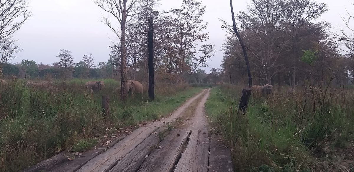 वर्दिया राष्ट्रिय निकुञ्ज। तस्बिरः सेतोपाटी