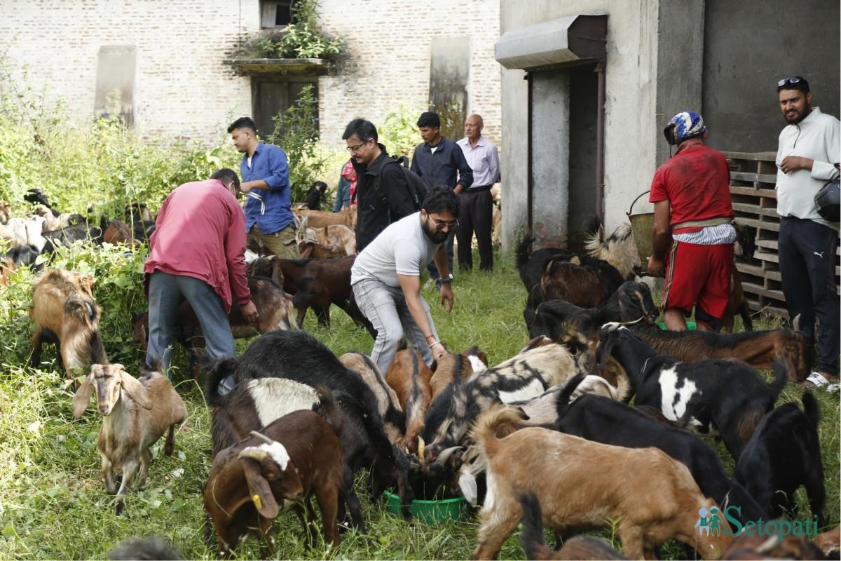 खाद्य व्यवस्था तथा व्यापार कम्पनीले आइतबार बिक्री वितरणका लागि राखेको खसीबोका। तस्बिरः नवीनबाबु गुरूङ/सेतोपाटी।