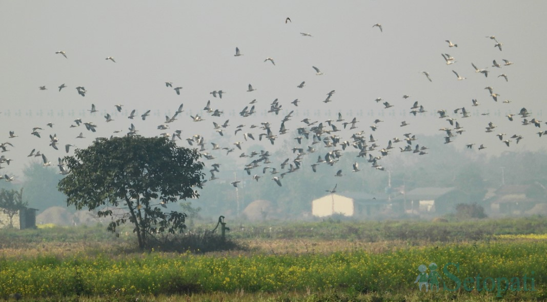 जाडो छल्न साइबेरियाबाट चितवन आएका विभिन्न प्रजातिका चराहरू।