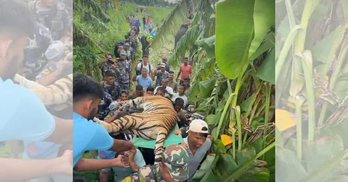 शुक्रबार नियन्त्रणमा लिइएको नरभक्षी बाघ।