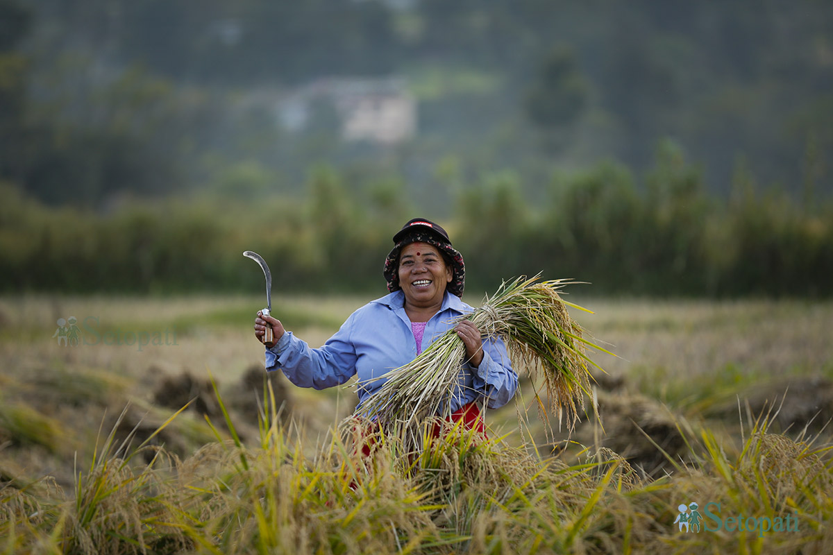 rice-cutting-Nepal-(10)-1698980792.jpg