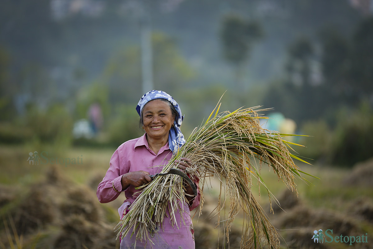 rice-cutting-Nepal-(12)-1698980792.jpg
