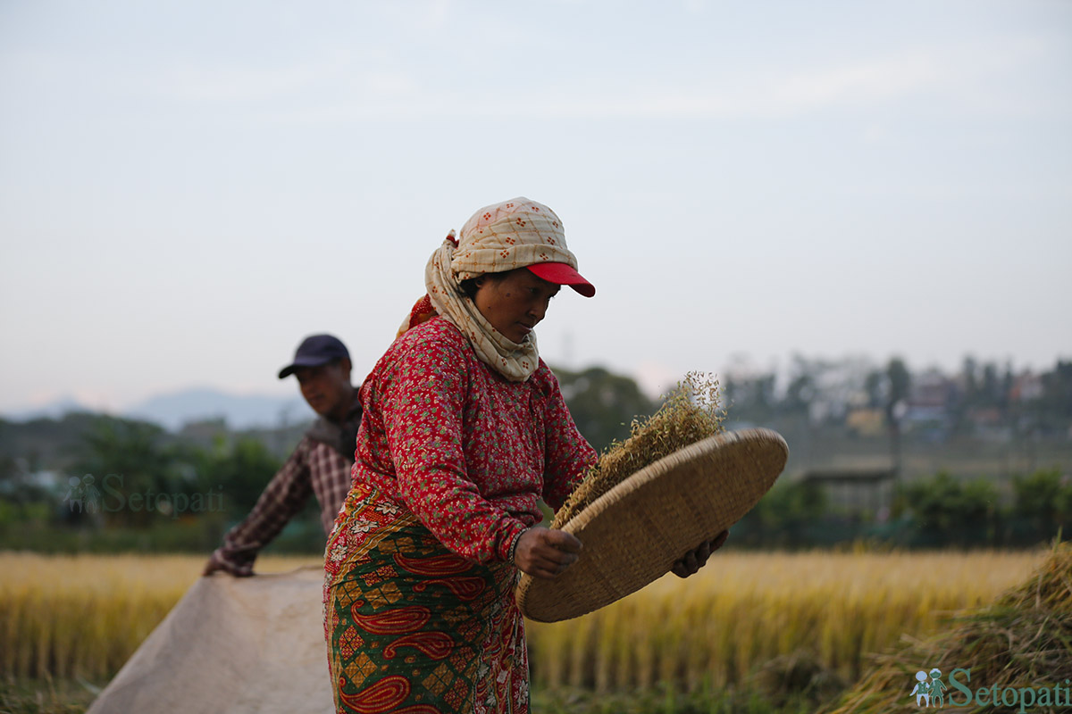 rice-cutting-Nepal-(16)-1698980794.jpg