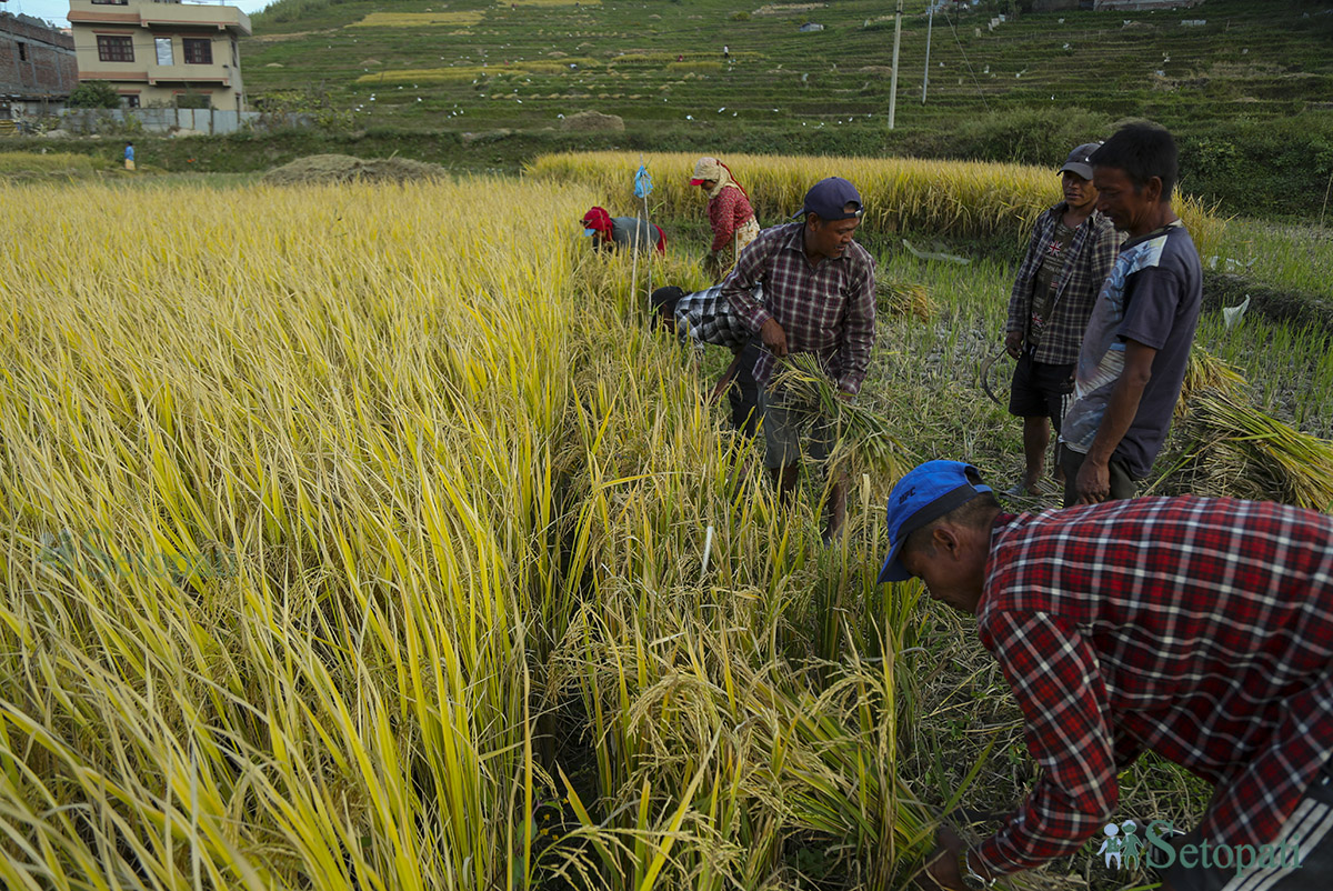 rice-cutting-Nepal-(18)-1698980794.jpg