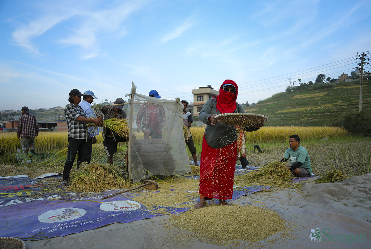 rice-cutting-Nepal-(21)-1698980796.jpg