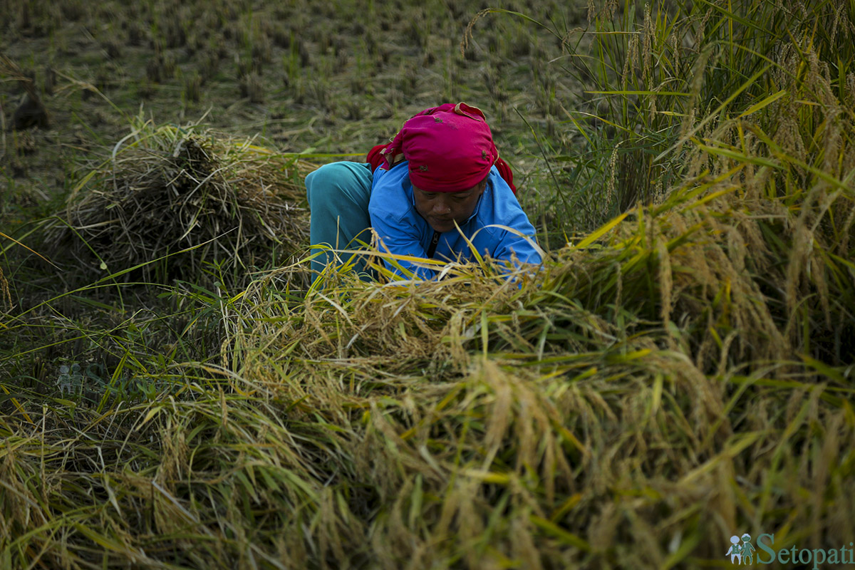 rice-cutting-Nepal-(23)-1698980796.jpg