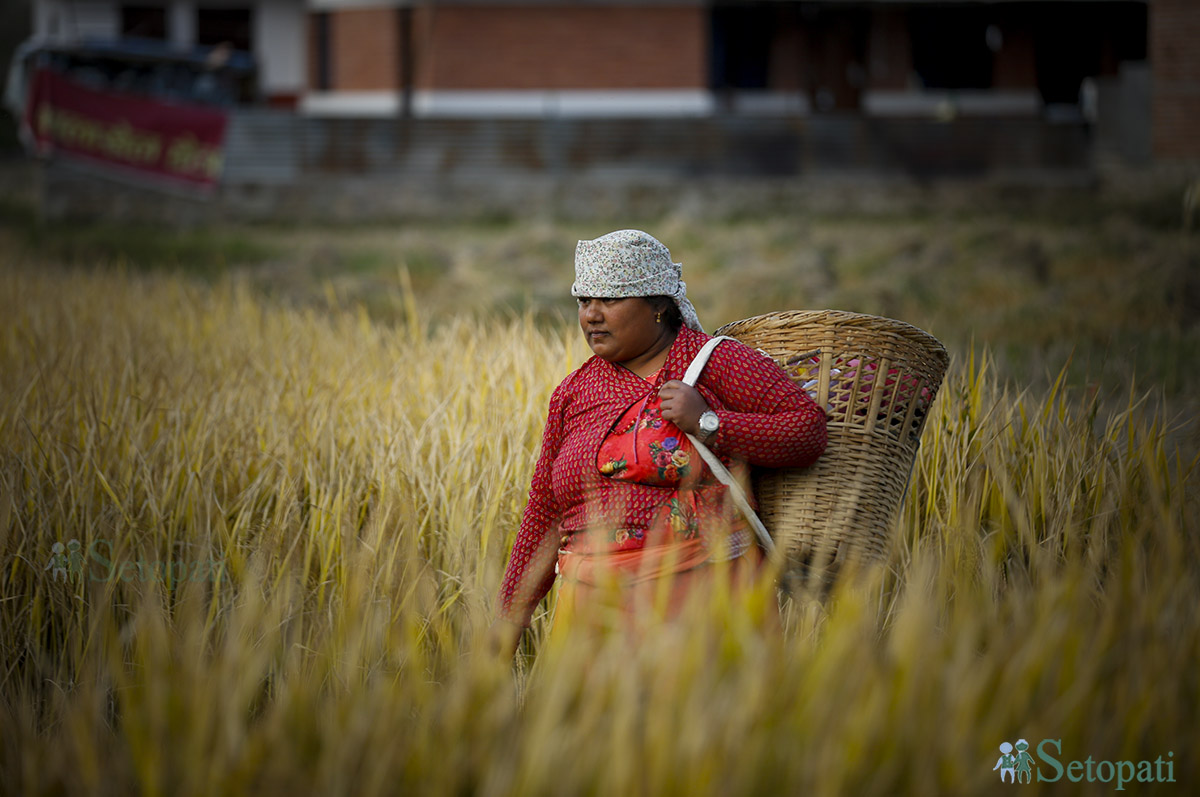 rice-cutting-Nepal-(6)-1698980790.jpg