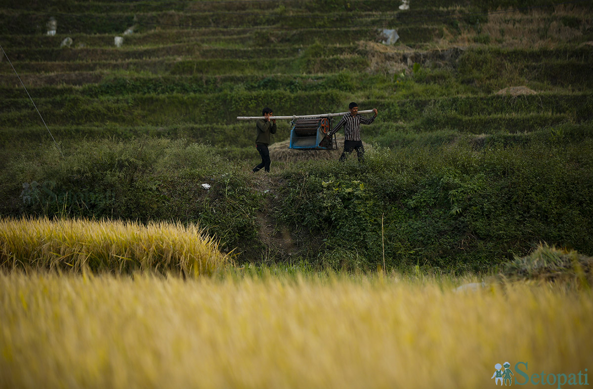 rice-cutting-Nepal-(7)-1698980791.jpg