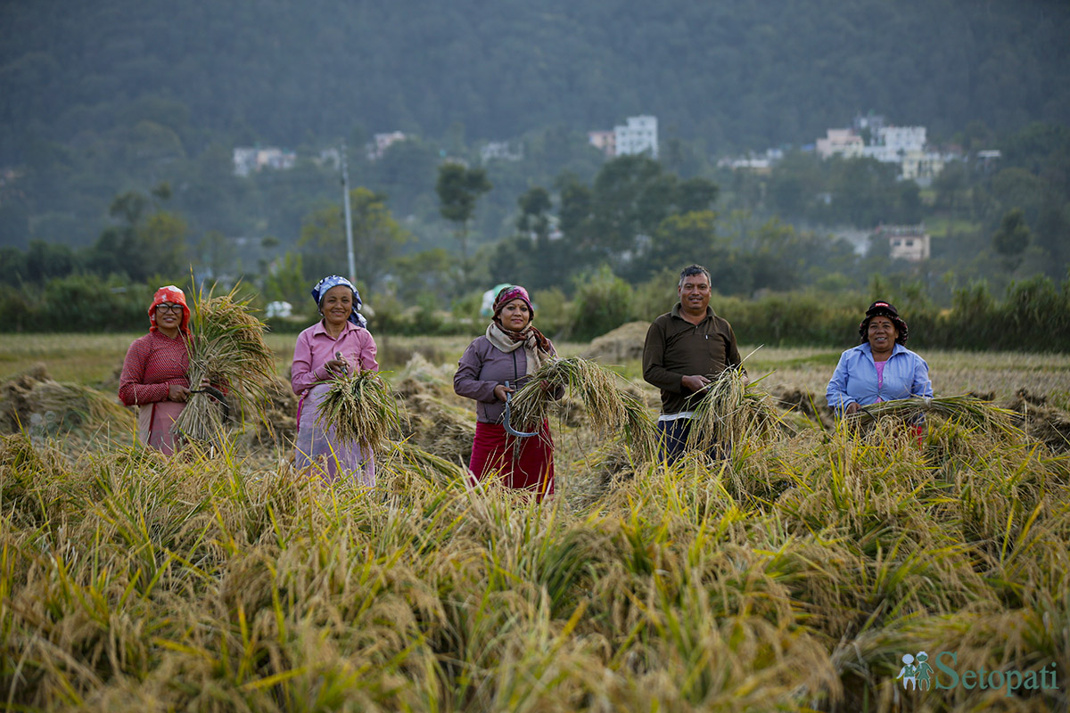 rice-cutting-Nepal-(8)-1698980791.jpg