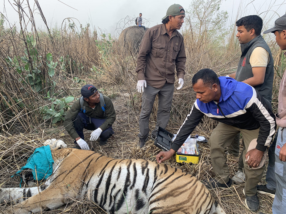 बर्दिया राष्ट्रिय निकुञ्ज क्षेत्रबाट नियन्त्रणमा लिएको बाघ। तस्बिरः सेतोपाटी